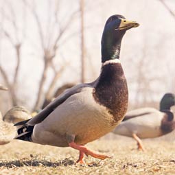 怎么去攻击一个网站与防护